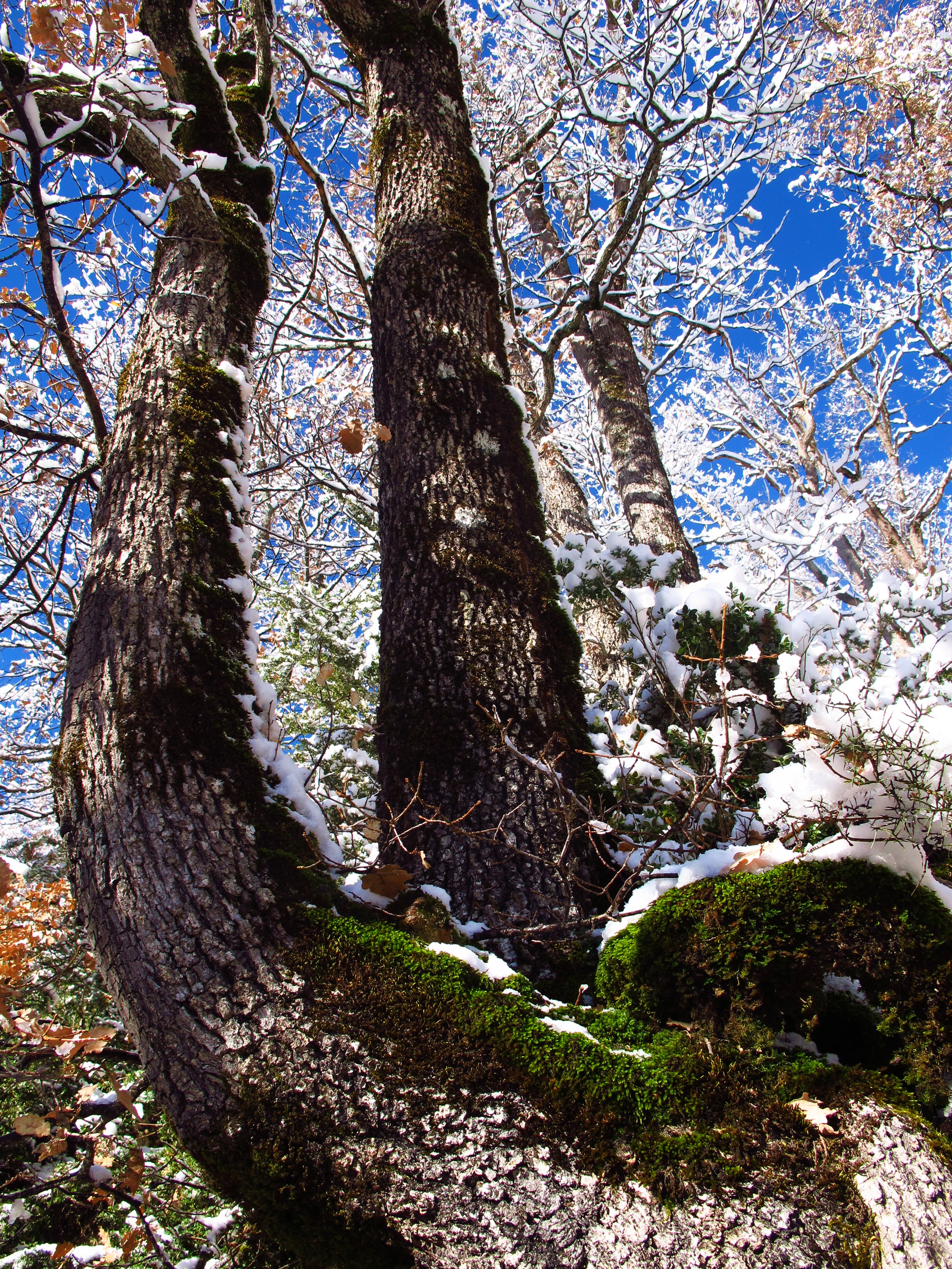 Árbol